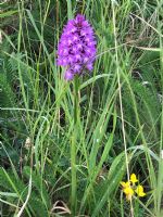 Pyramidal Orchid: Click to enlarge